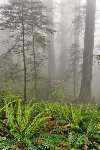 Jones, Adam 아티스트의 Redwood trees and ferns in fog Redwood National Park-California작품입니다.